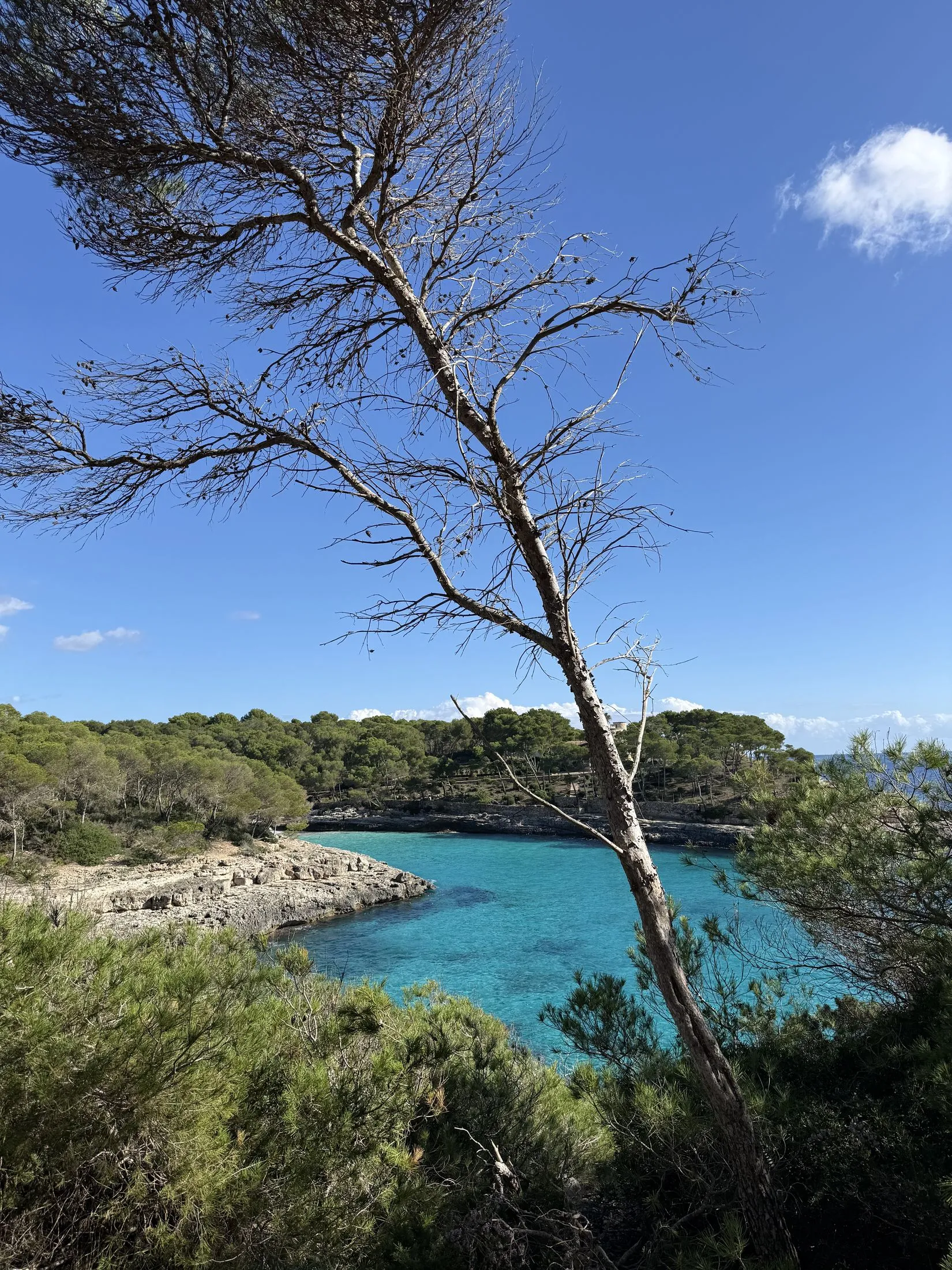 Eine geneigte Kiefer über dem türkisfarbenen Wasser der Bucht von Mondragó.